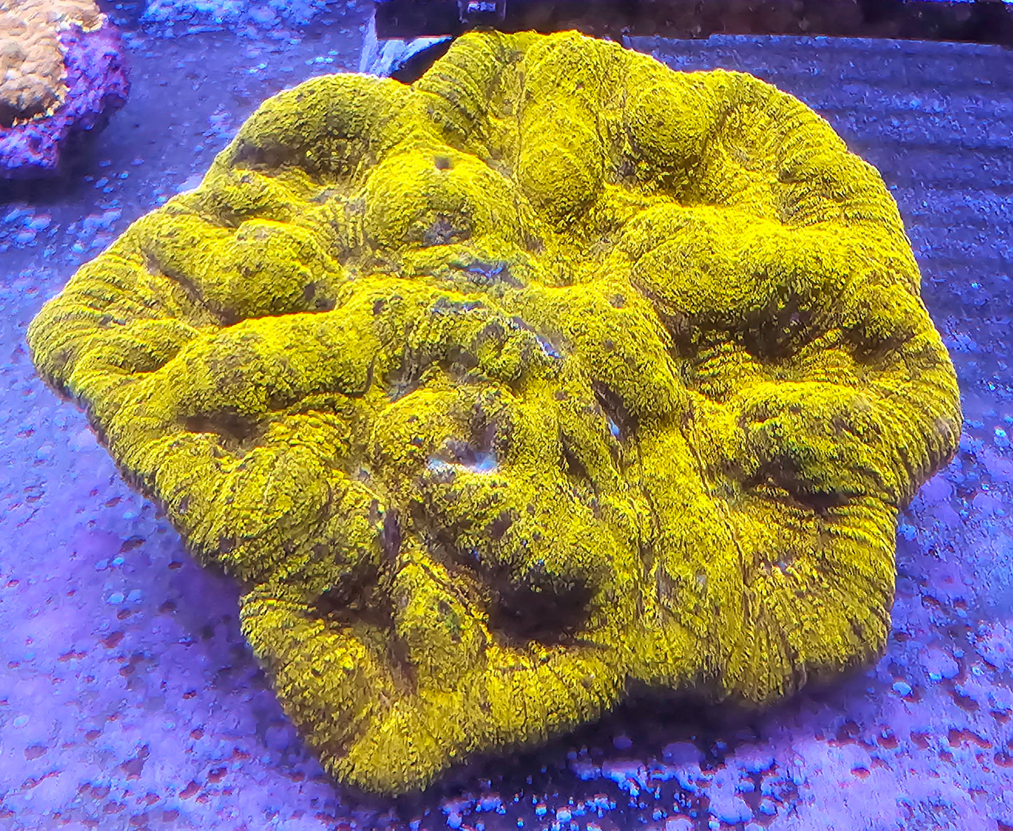 WYSIWYG Ultra Lobo 3 5in