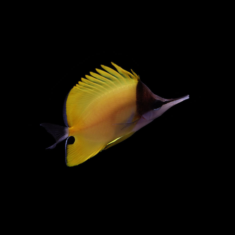 Yellow Longnose Butterfly (Forcipiger flavissimus)