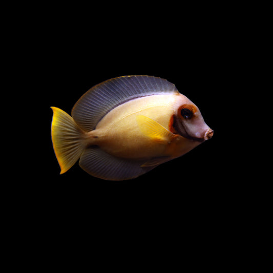 Yellow Mimic Tang / Chocolate Tang (Acanthurus pyroferus)