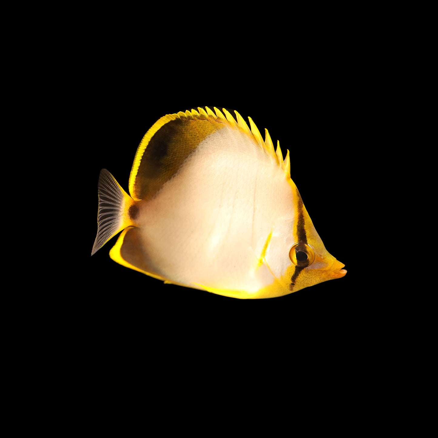 Yellowhead Butterfly (Chaetodon xanthocephalus)