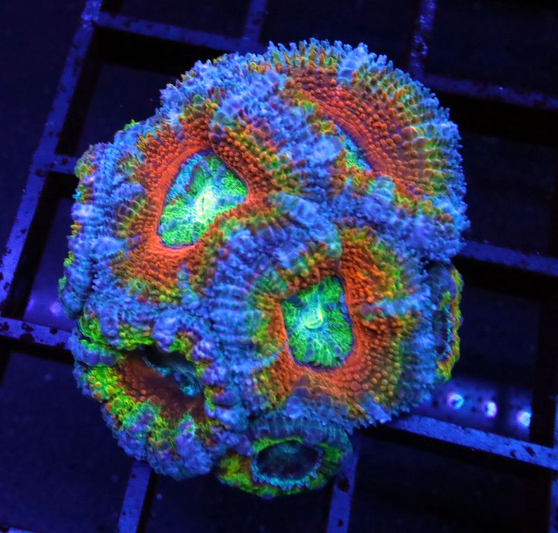 WYSIWYG CORALS