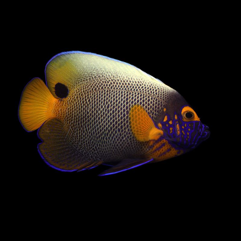 Angelfish Large Marine
