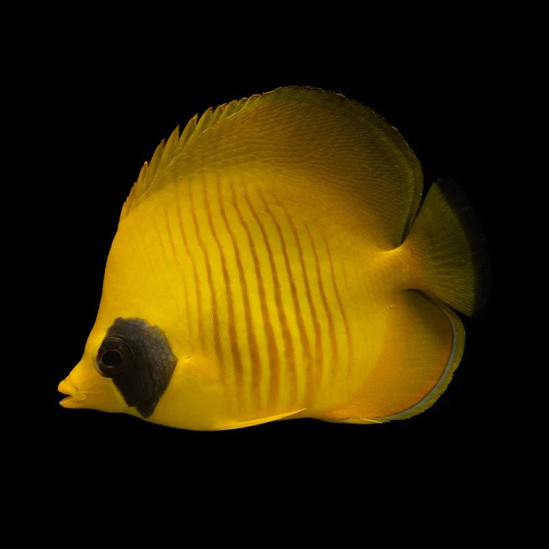 Butterflyfish