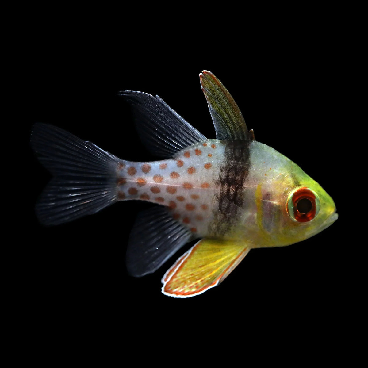 Assorted Cardinal Fish Collections – AQUARIUM ARTS