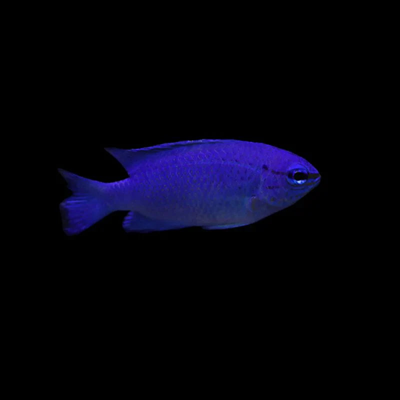 Damselfish