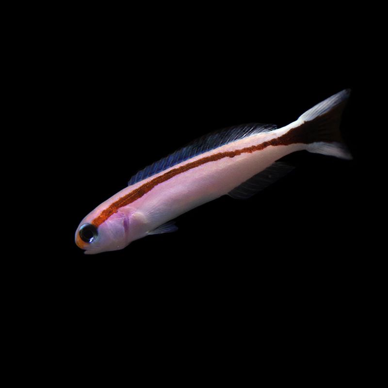 SALTWATER FISH – AQUARIUM ARTS