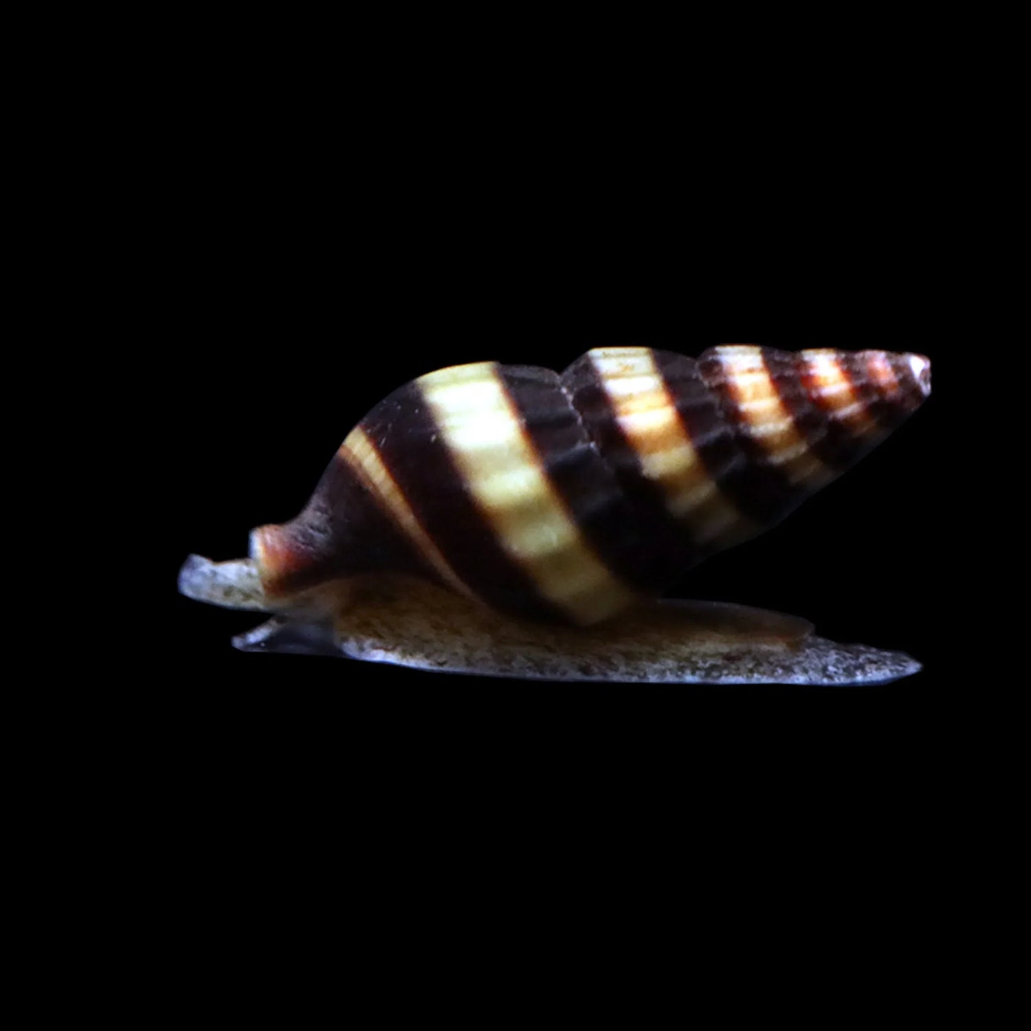 FRESHWATER INVERTEBRATES