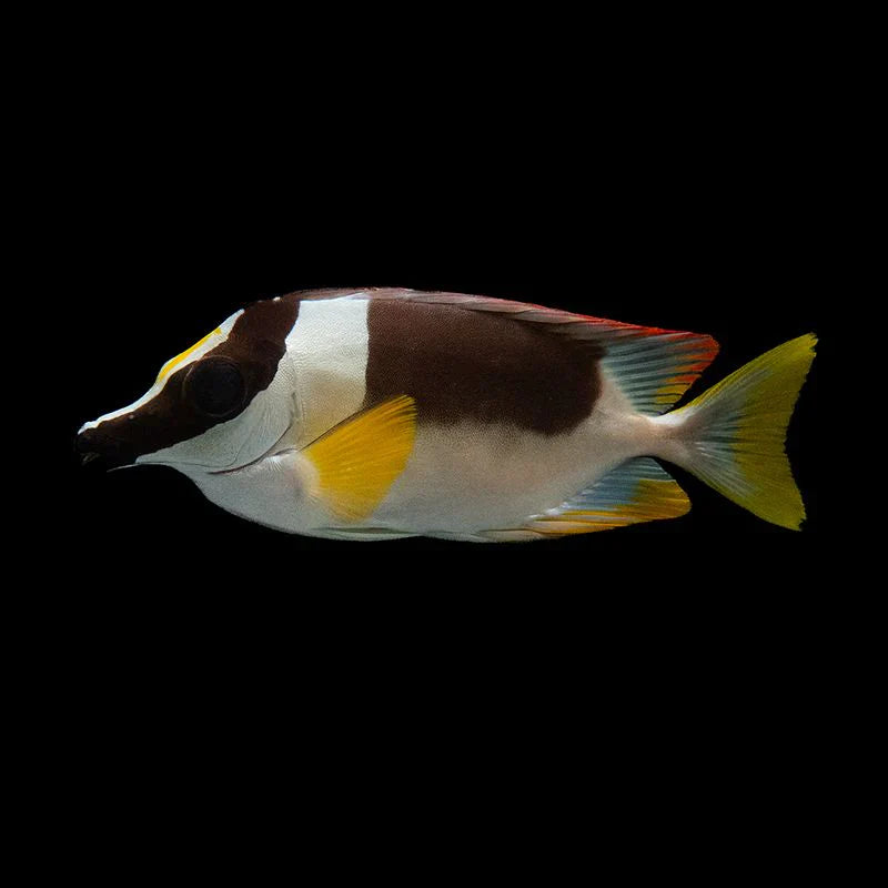 SALTWATER FISH – AQUARIUM ARTS