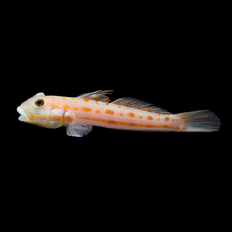 SALTWATER FISH โ AQUARIUM ARTS