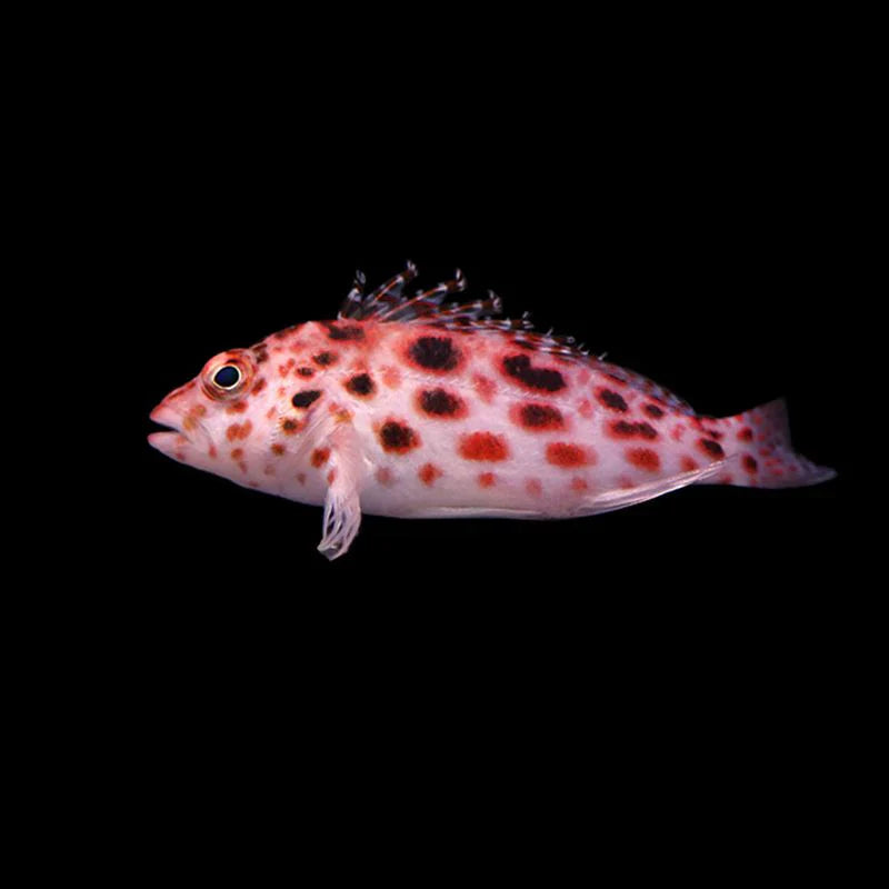 Hawkfish – AQUARIUM ARTS