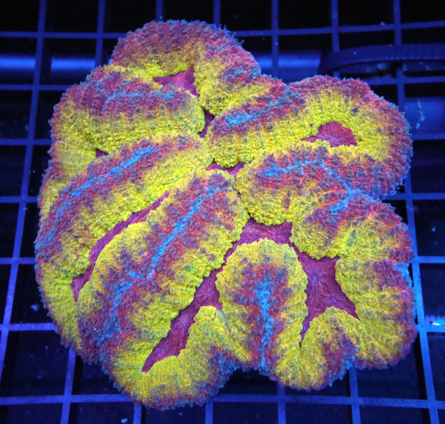 WYSIWYG CORAL COLONIES, CORAL PACKS, NEW ARRIVALS