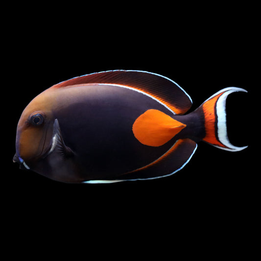 Achilles Tang (Acanthurus achilles)