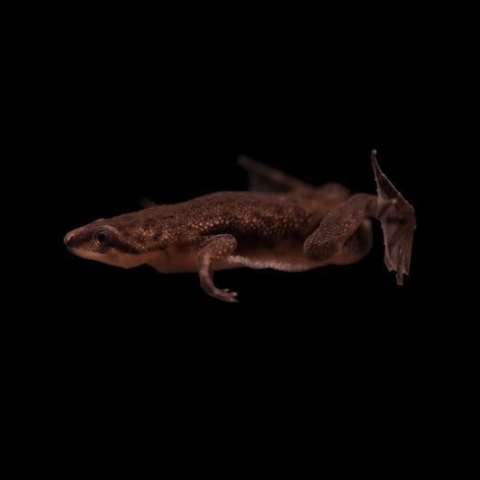 African Dwarf Frog (Hymenochirus boettgeri)