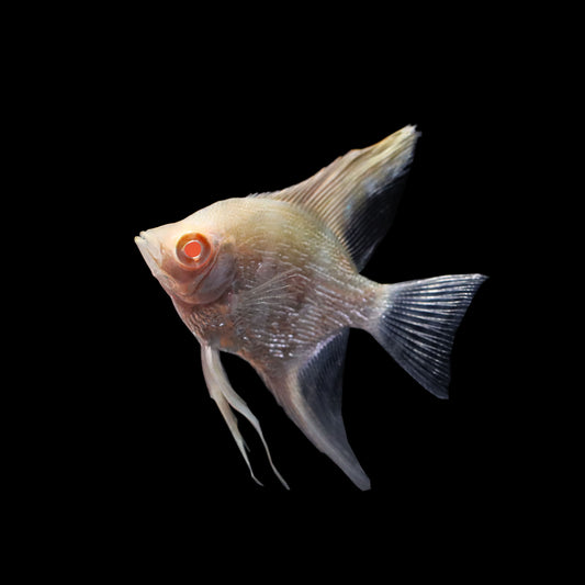 Albino Angelfish