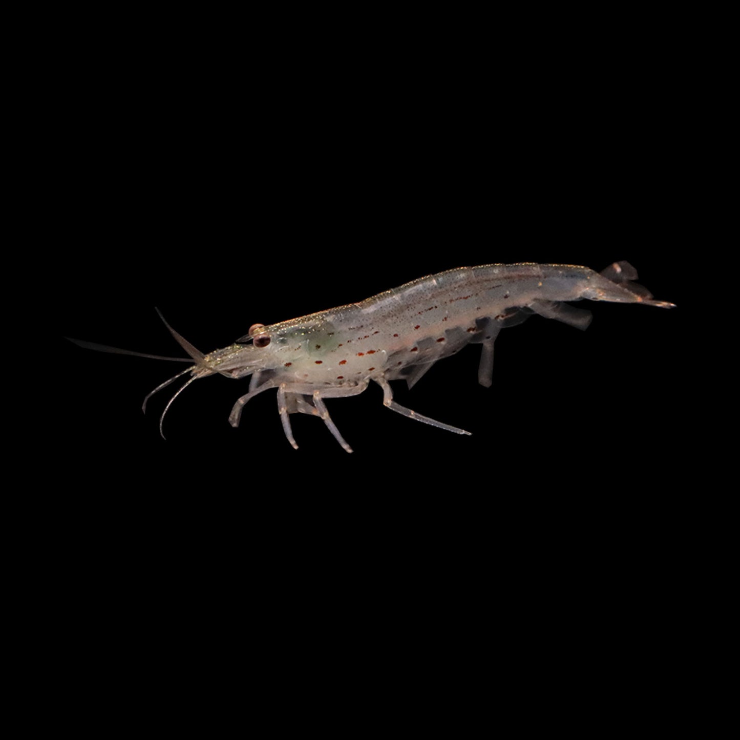 Amano Shrimp (Caridina multidentata)