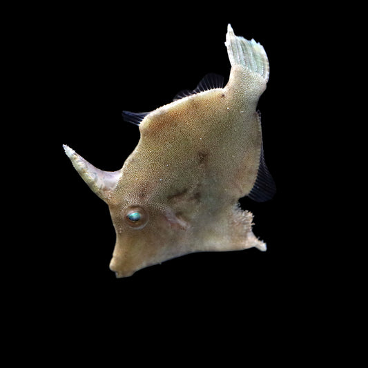 Aiptasia Eating Filefish (Acreichthys tomentosus)