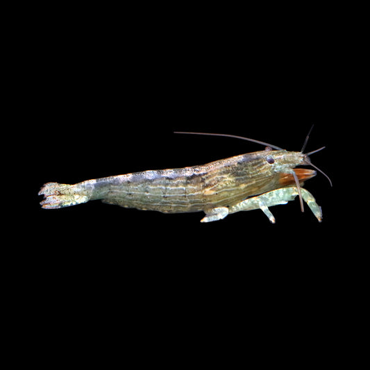 Bamboo Shrimp (Atyopsis moluccensis)