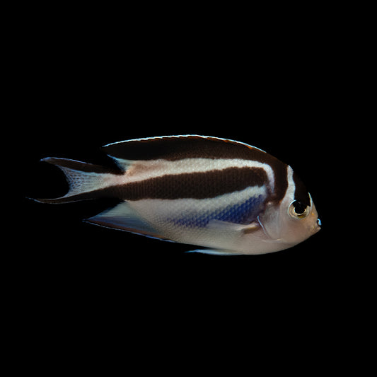 Bellus Angelfish (Genicanthus bellus)