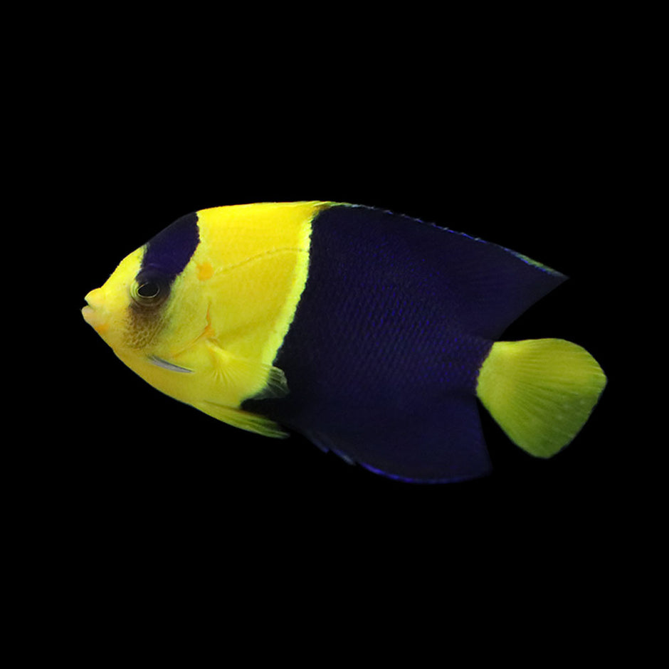 Bicolor Dwarf Angelfish main image 0