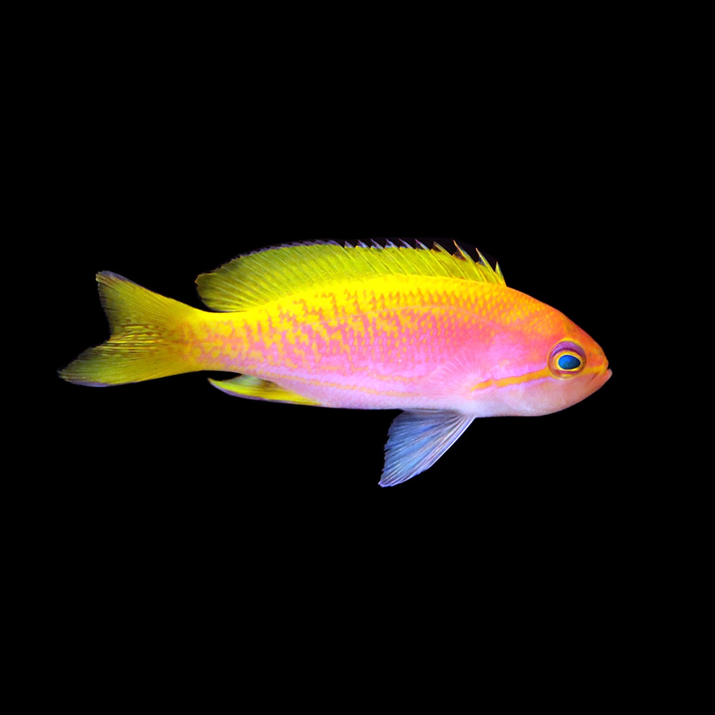 Bimaculatus Anthias (Pseudanthias bimaculatus)