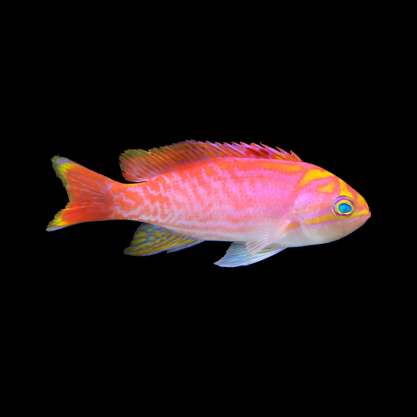 Bimaculatus Anthias (Pseudanthias bimaculatus)