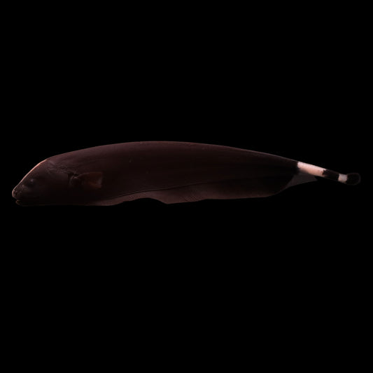 Black Ghost Knifefish (Apteronotus albifrons)