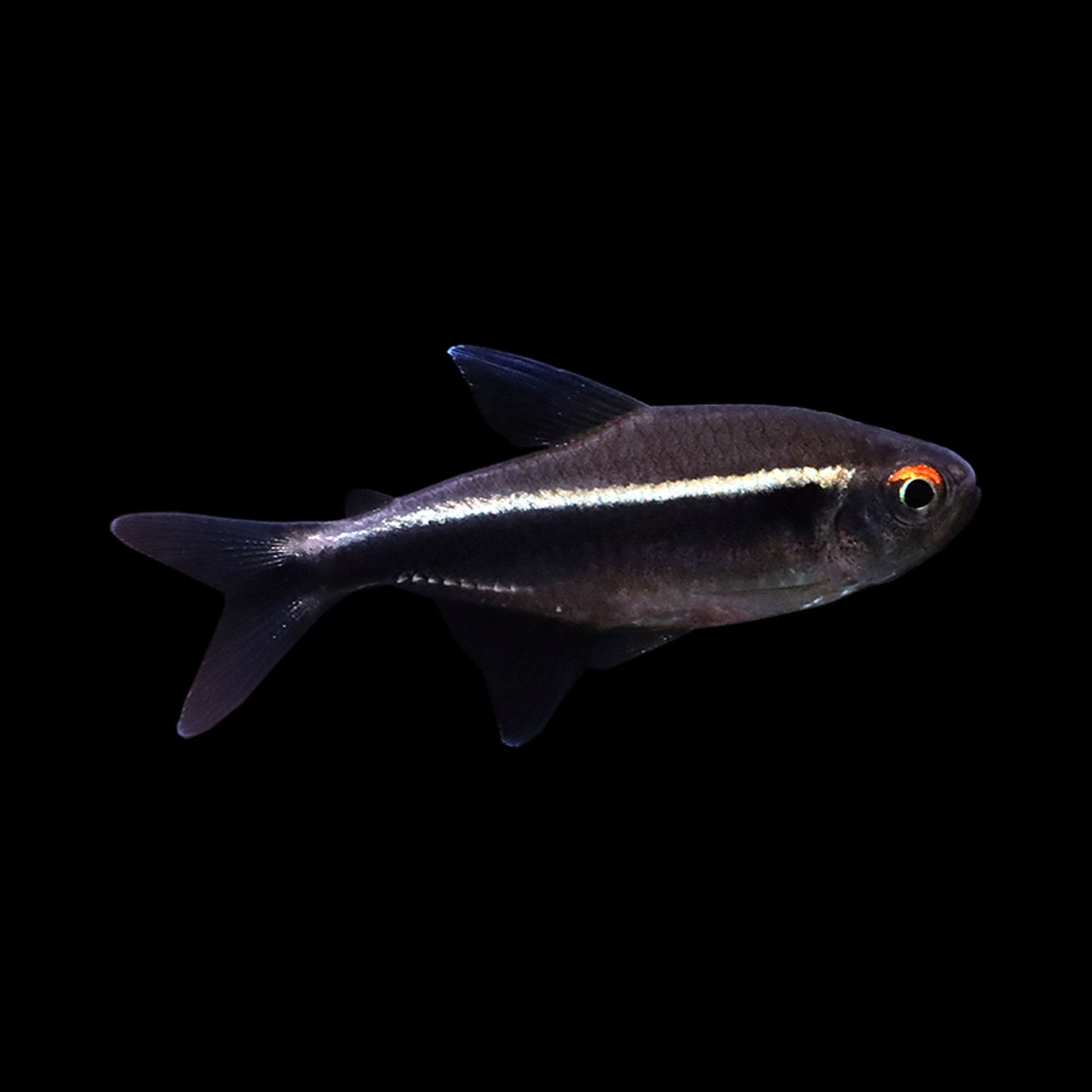 Black Neon Tetra (Hyphessobrycon herbertaxelrodi)