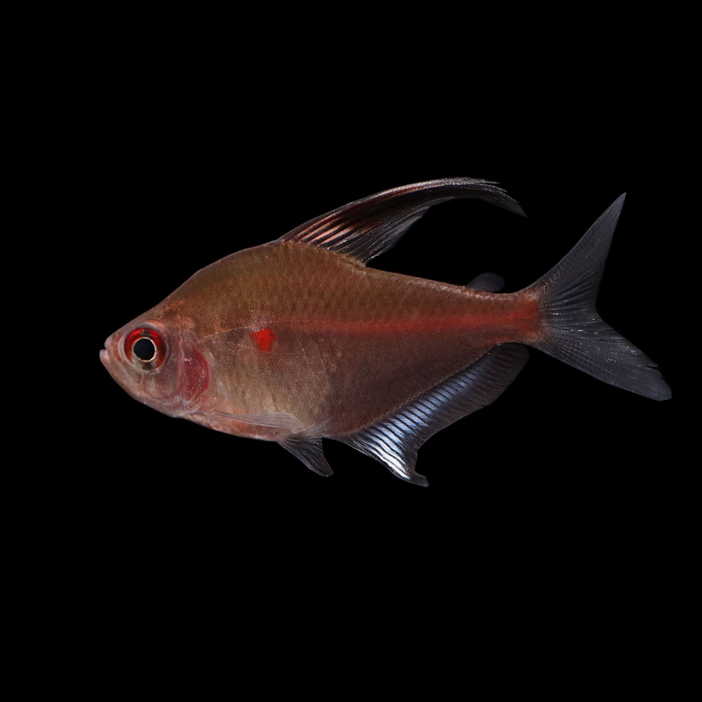 Bleeding Heart Tetra (Hyphessobrycon erythrostigma)