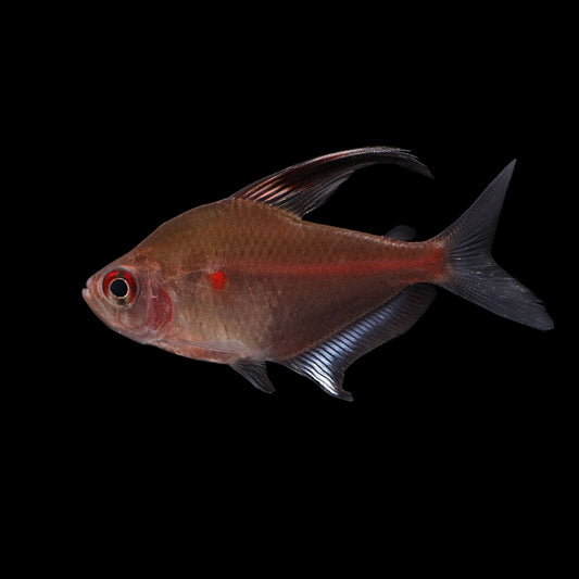 Bleeding Heart Tetra (Hyphessobrycon erythrostigma)