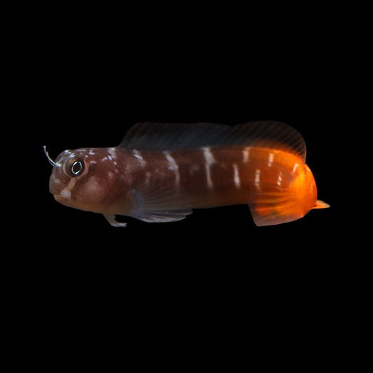 Bicolor Blenny (Ecsenius bicolor)