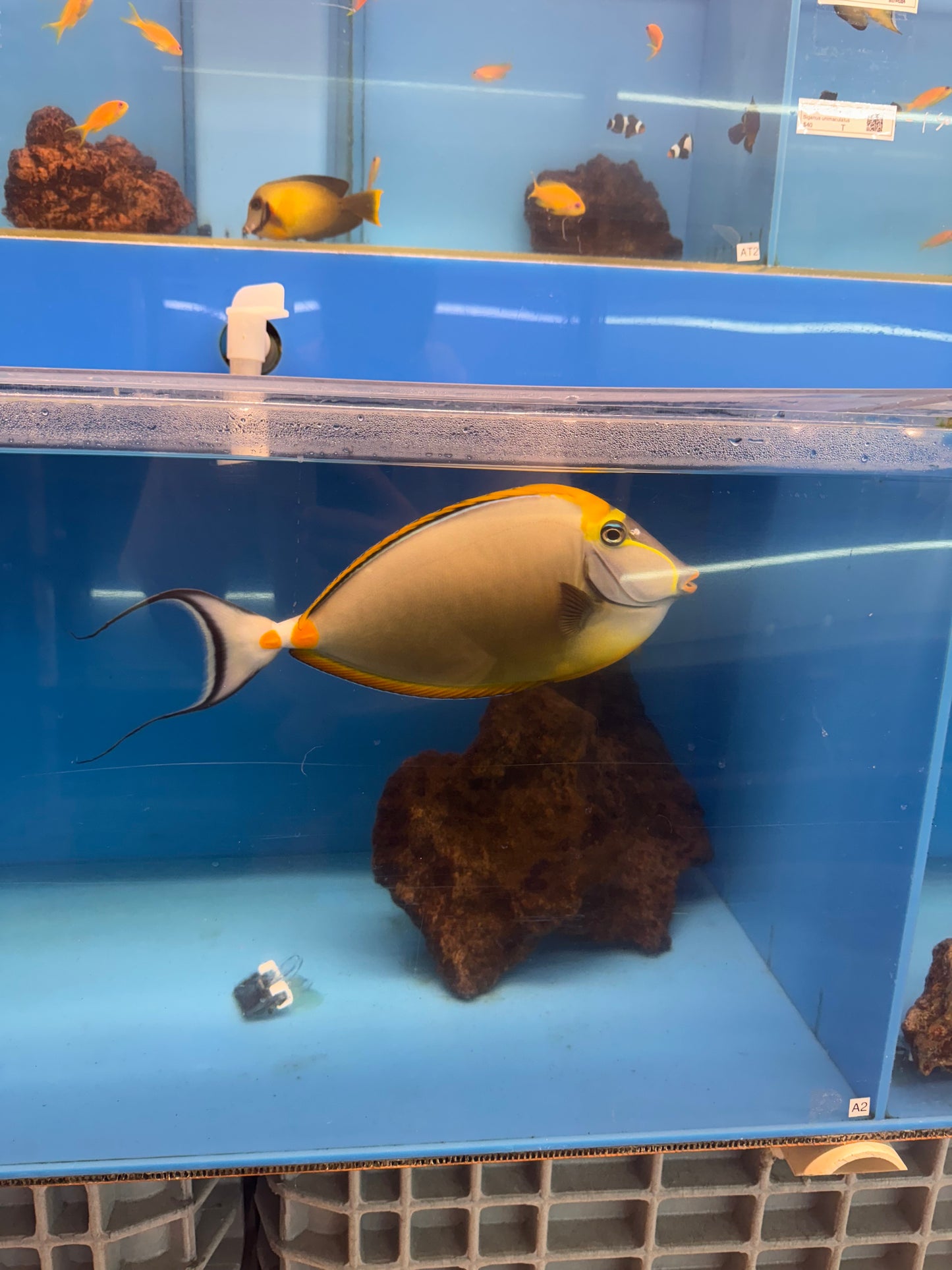 SHOW BLONDE NASO TANG A2 WYSIWYG (12+ INCHES) AIR CARGO
