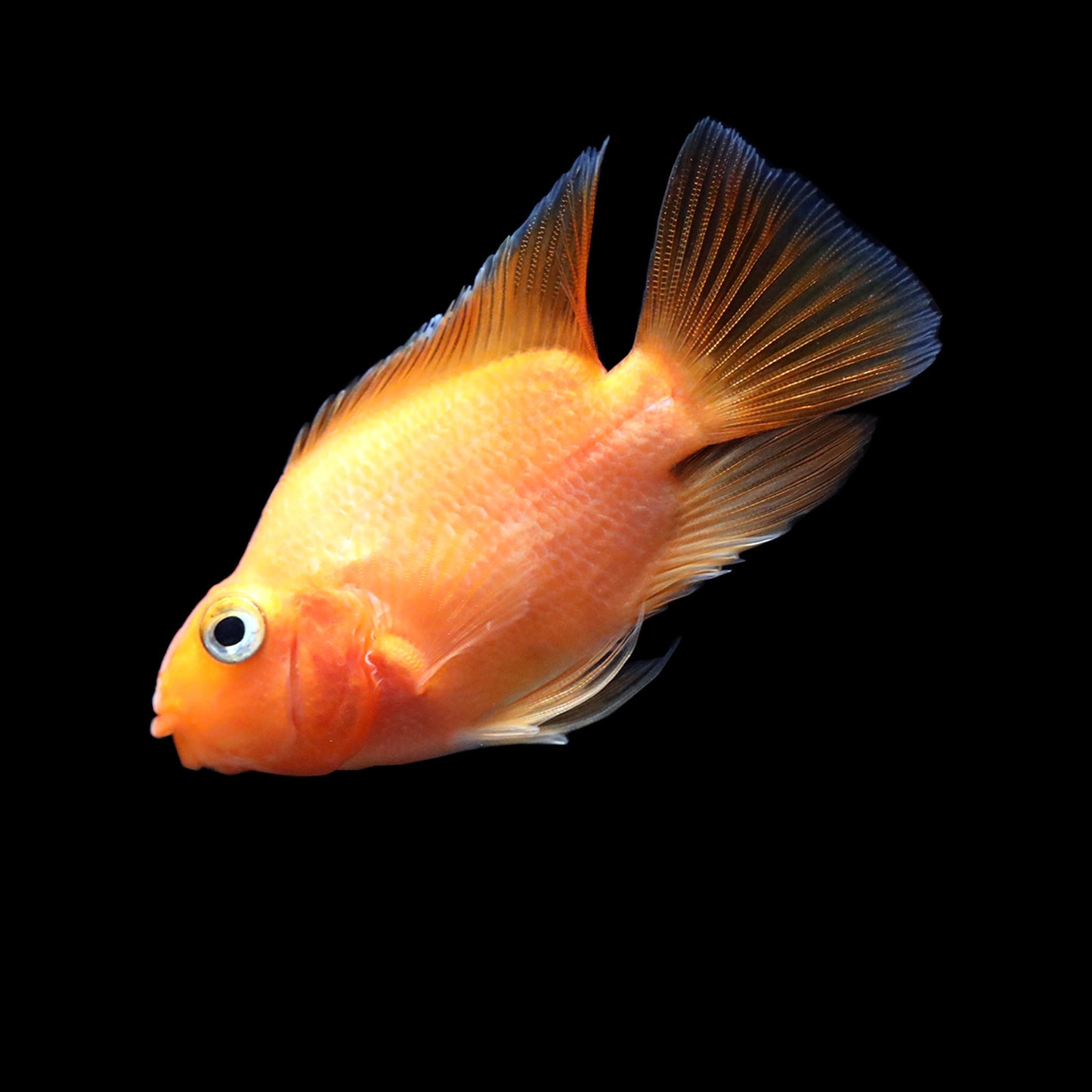 Blood Parrot Cichlid