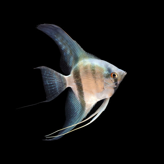 Blue Angelfish (Pterophyllum scalare)