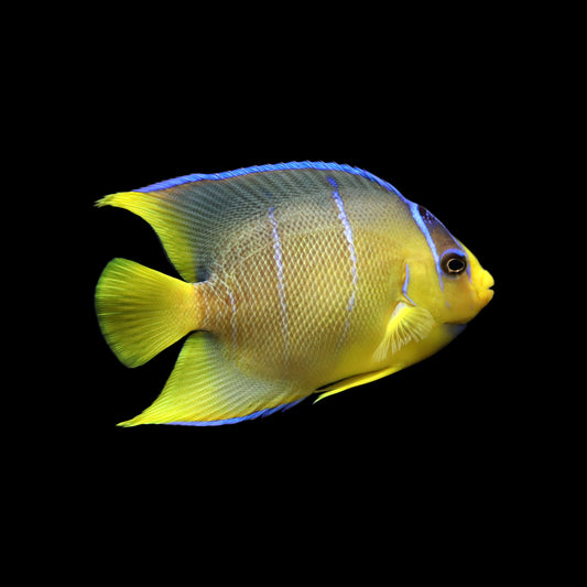 Blue Angel (Holacanthus isabelita)