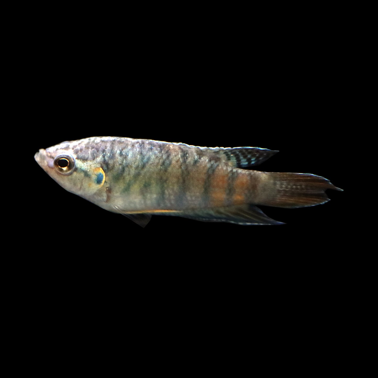 Blue Paradise Fish (Macropodus opercularis)