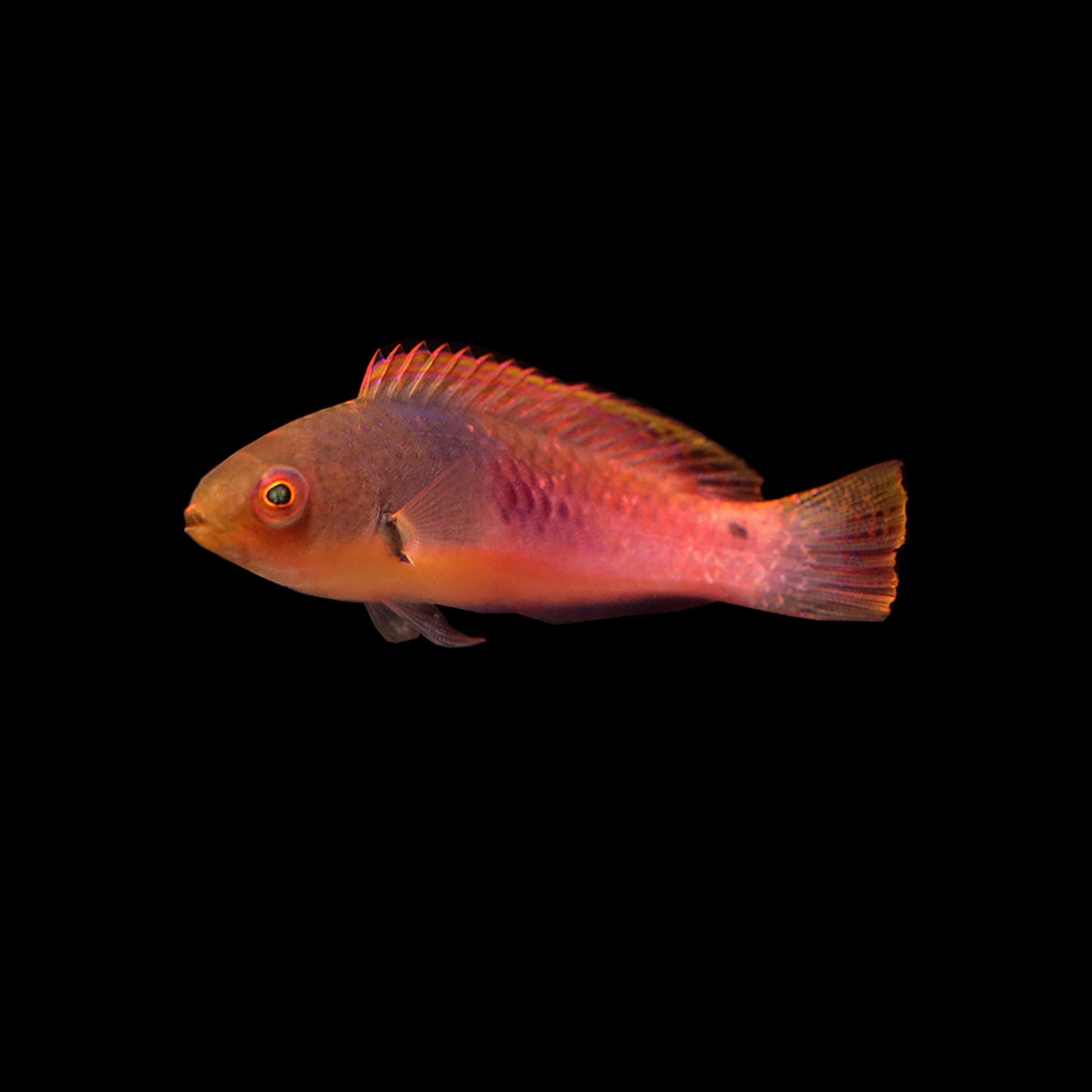 Blueside Fairy Wrasse (Cirrhilabrus cyanopleura)