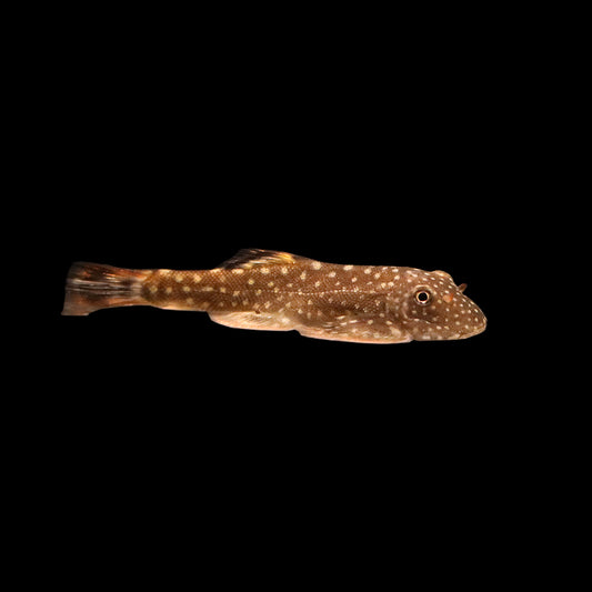 Borneo Sucker Loach (Gastromyzon spp.