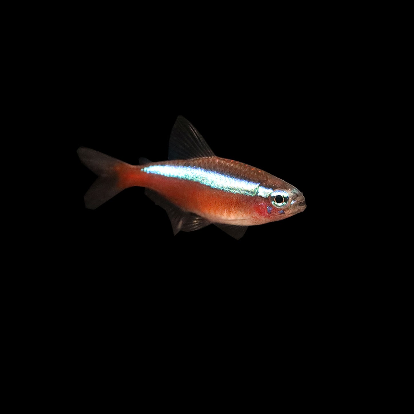 Cardinal Tetra (Paracheirodon axelrodi)