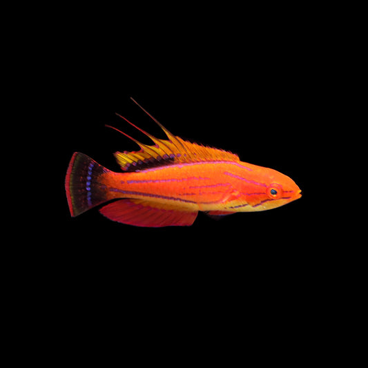 Carpenter's Flasher Wrasse (Paracheilinus carpenteri)