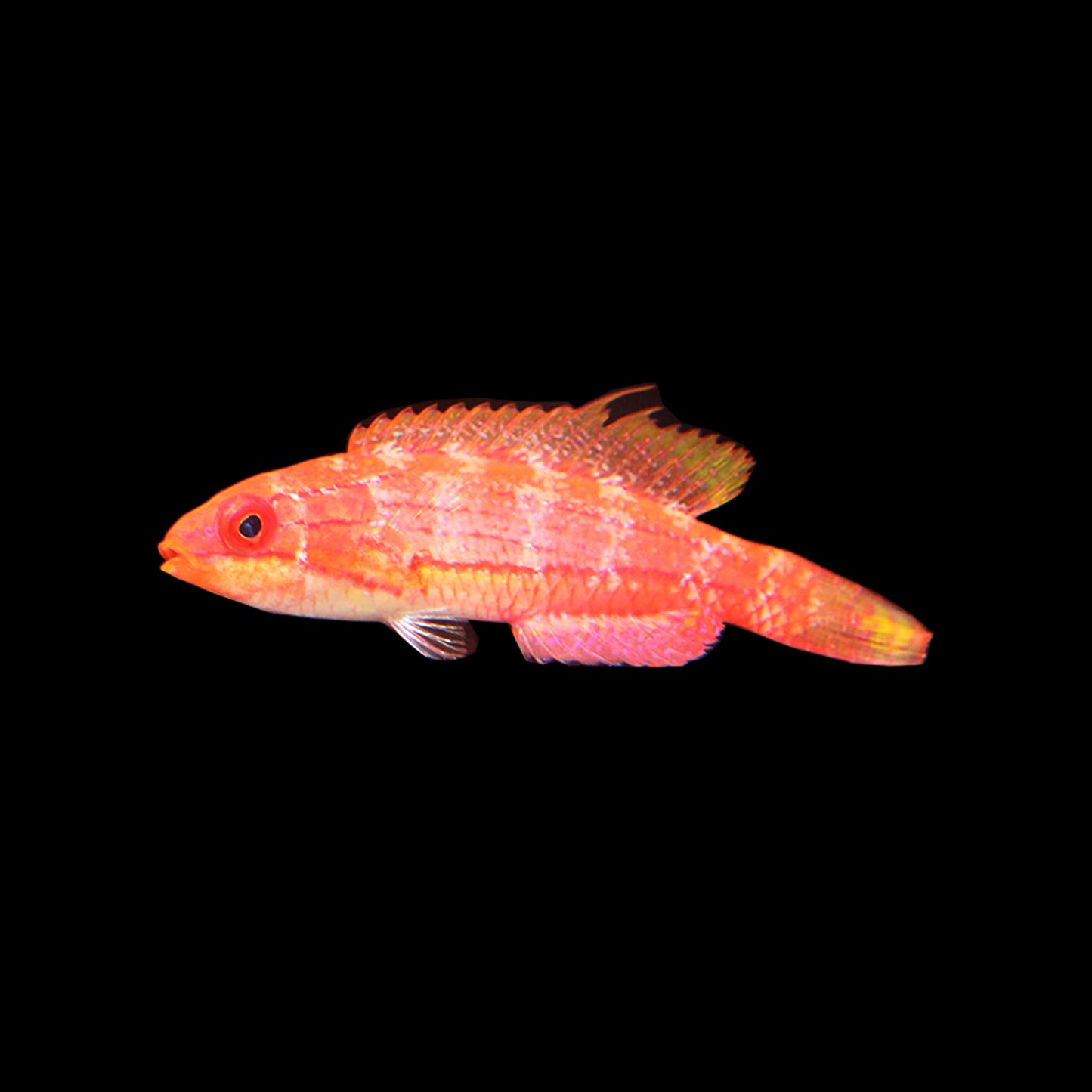 Carpenter's Flasher Wrasse (Paracheilinus carpenteri)