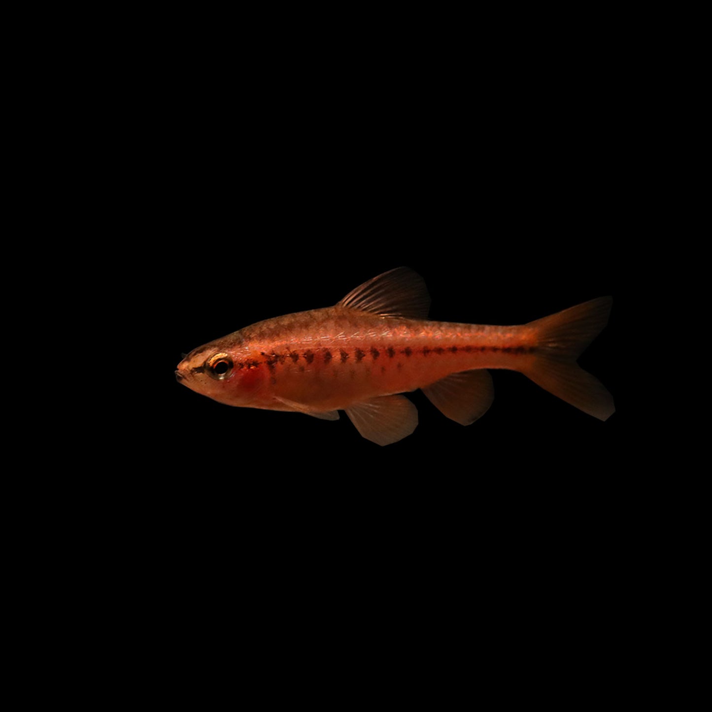 Cherry Barb (Puntius titteya)