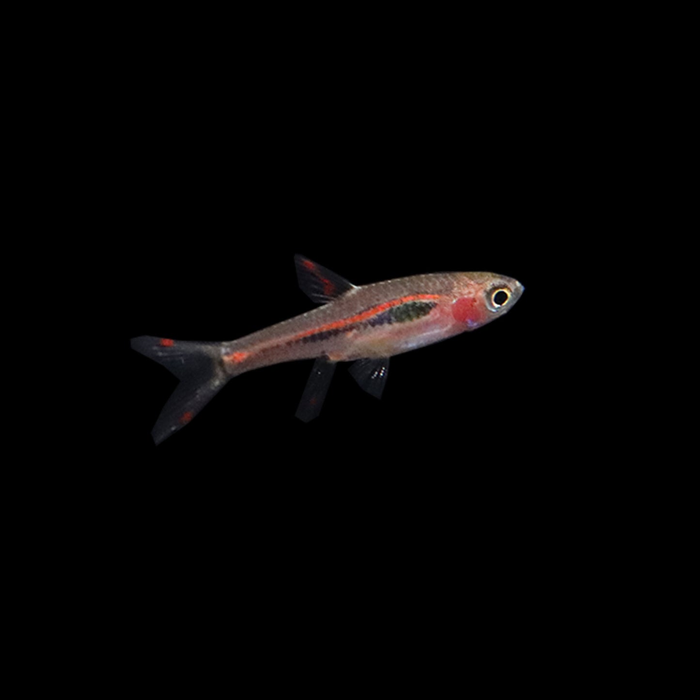 Chili Rasbora (Boraras brigittae)