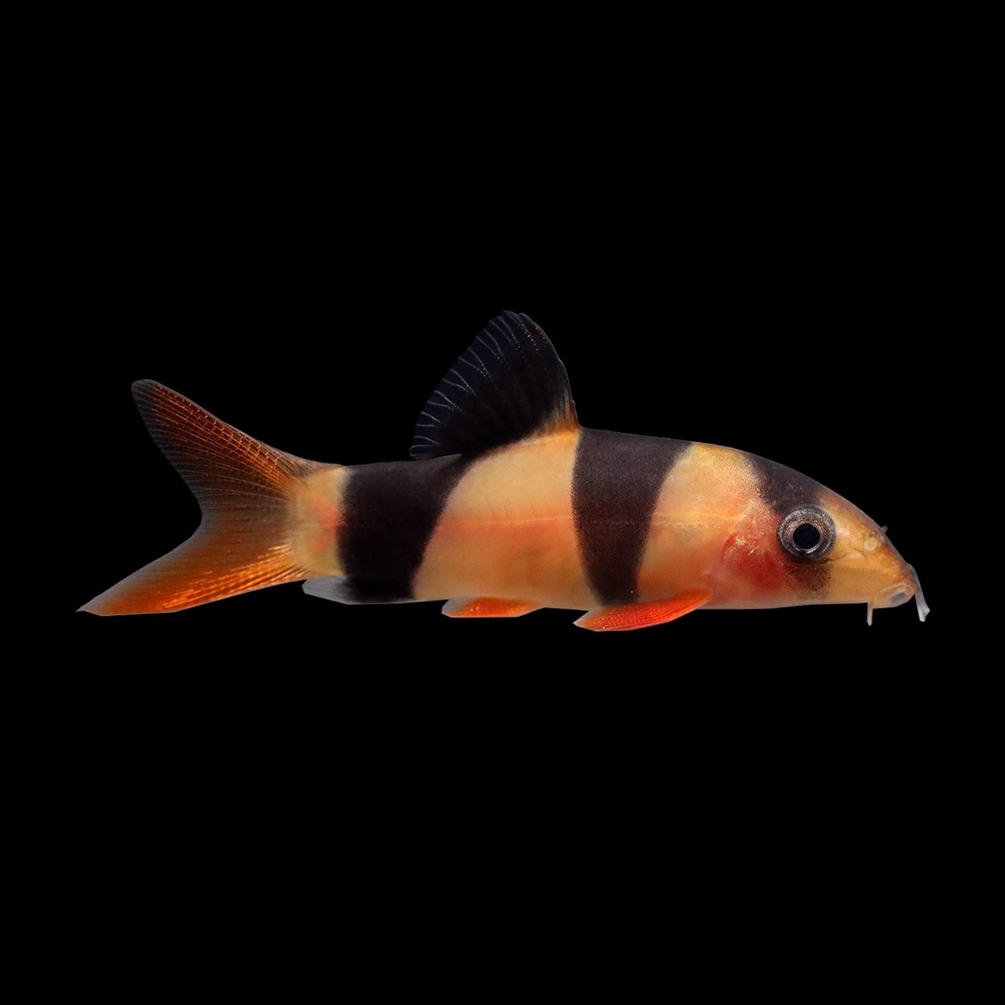 Clown Loach (Chromobotia macracanthus)