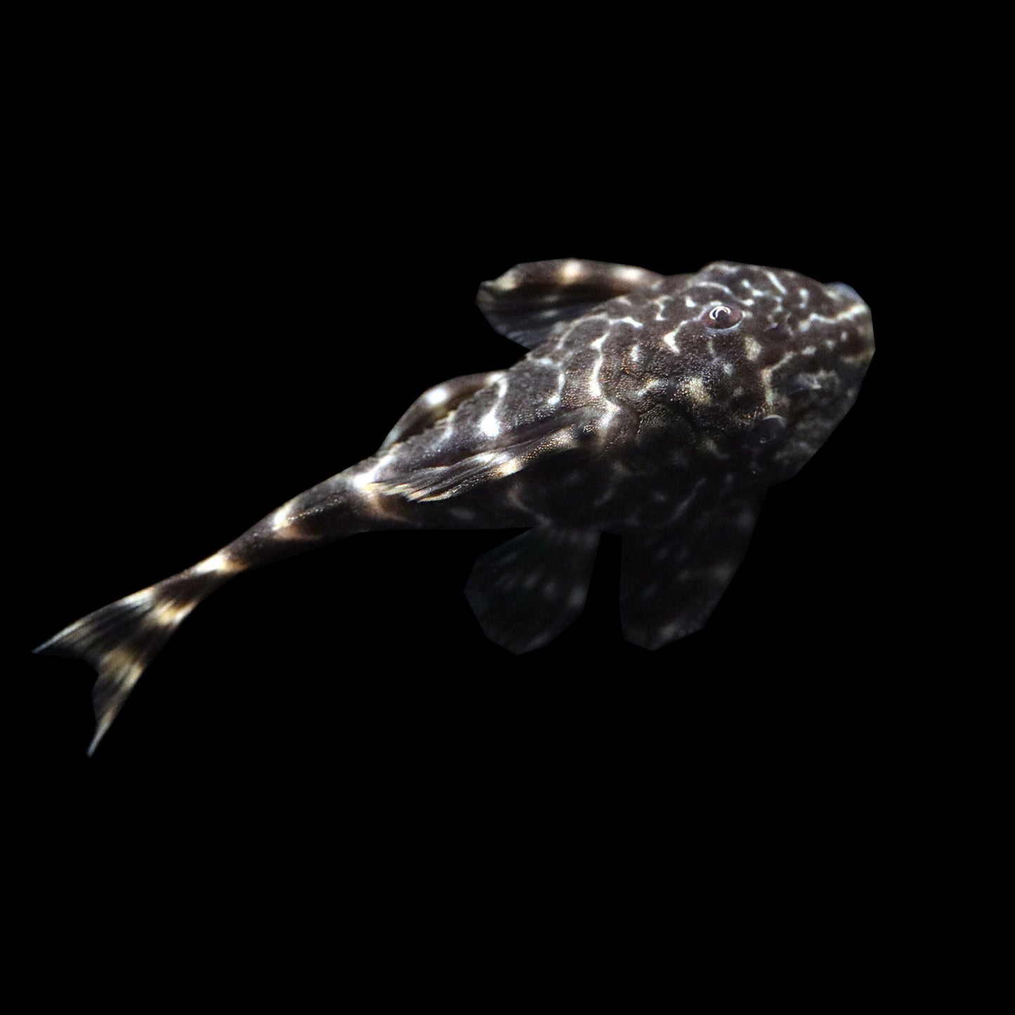 Clown Pleco (Panaqolus maccus)