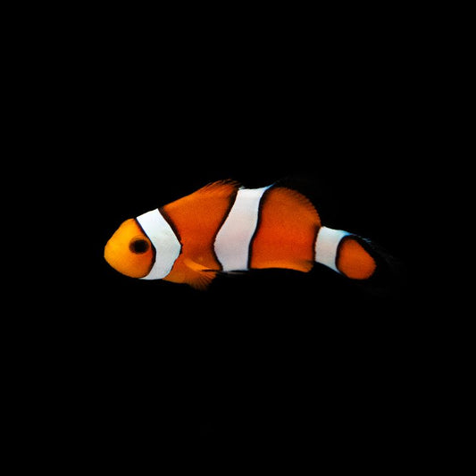 Ocellaris Clownfish (Captive Bred)