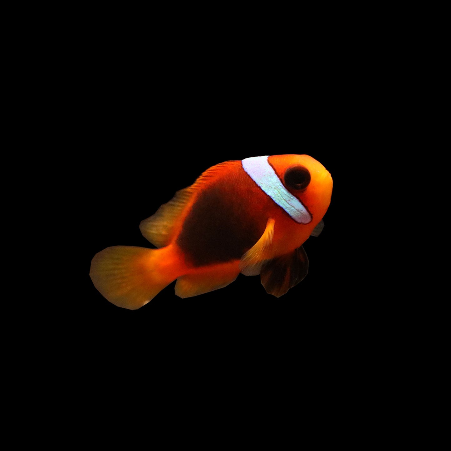 Cinnamon Clownfish (Amphiprion melanopus)