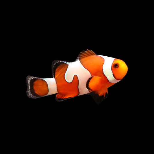 DaVinci Clownfish (Amphiprion ocellaris)