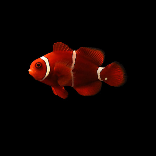 Gold Stripe Maroon Clownfish (Premnas biaculeatus)