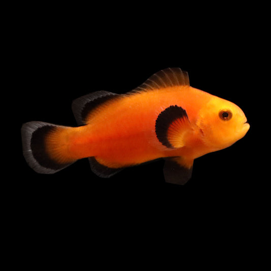 Maine Mocha Clownfish (Amphiprion ocellaris)