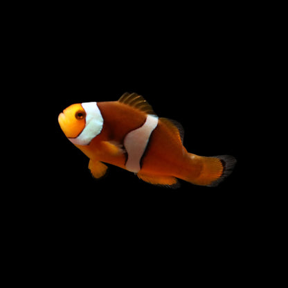 Misbar Percula Clownfish (Amphiprion percula)